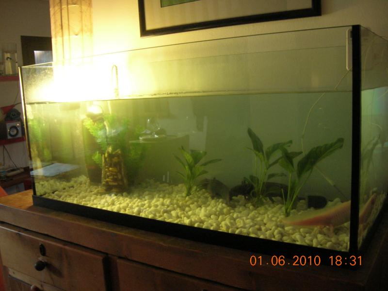 axolotl6