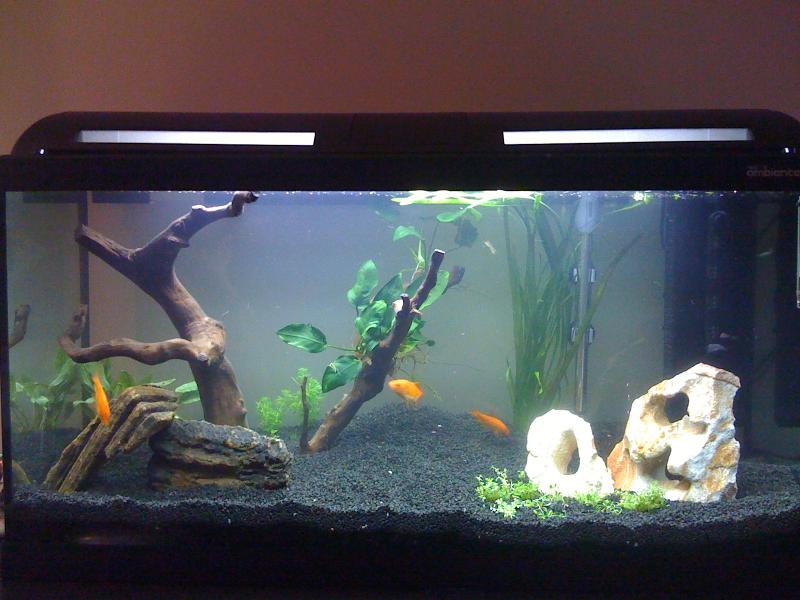 L'acquario dopo 4 giorni dall'acquisto, i pesci rossi sono cavie...