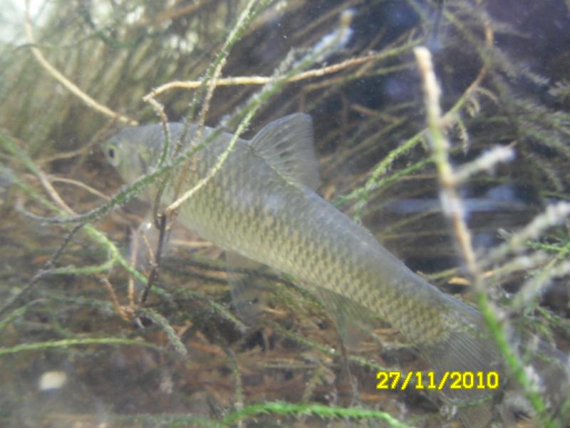 pseudorasbora parva
