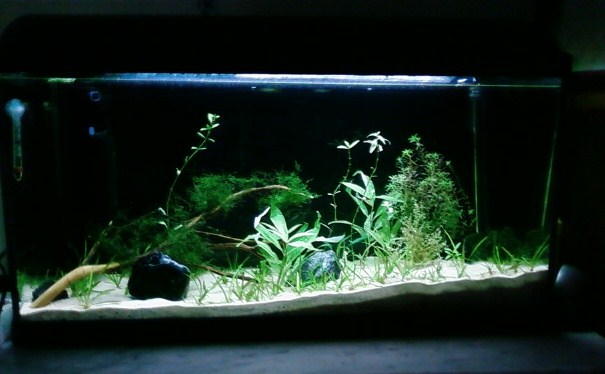 acquario