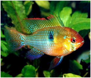 201022614433 apistogramma ramirezi maschio