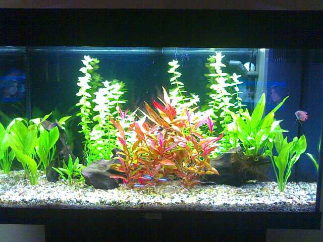 acquario1