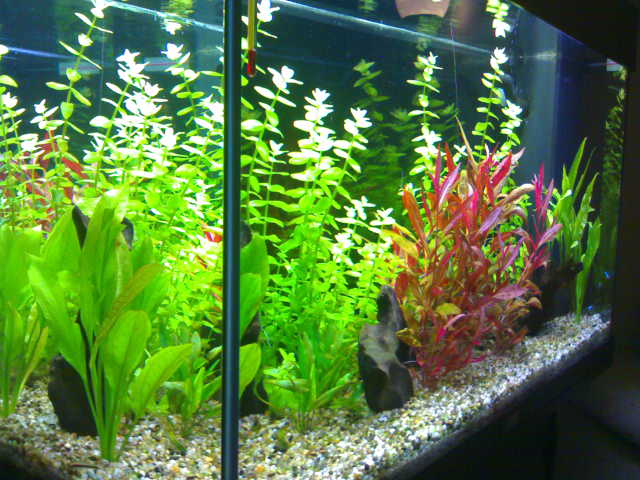 acquario6