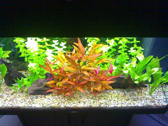 acquario3