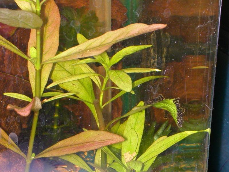 Avanotti Ancistrus
