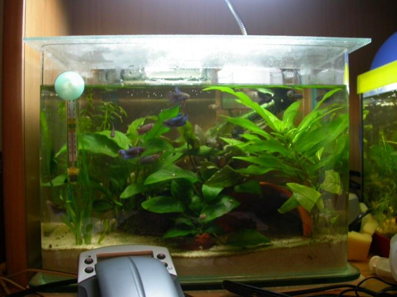 Avanotti betta