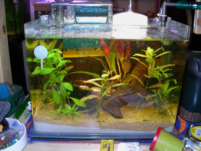 Avanottiera Ancistrus