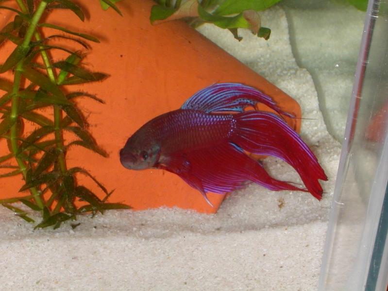 Betta Splendens