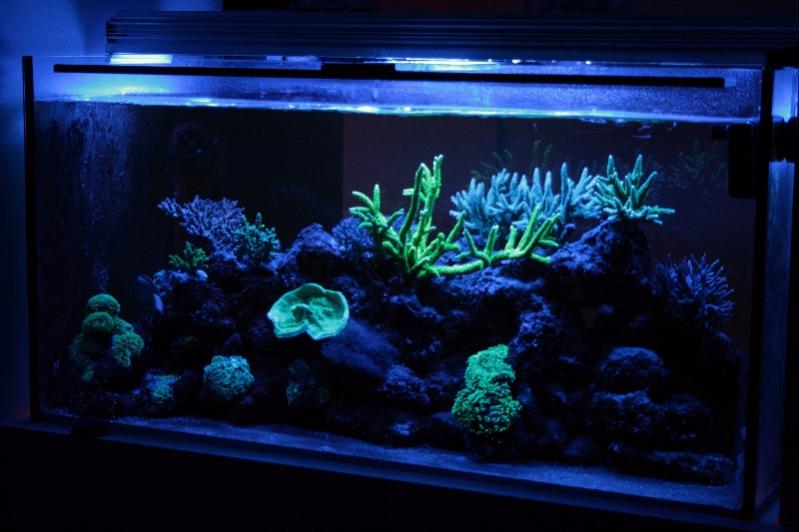 Fluorescenza con led royal