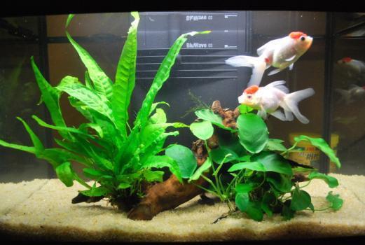 acquario2