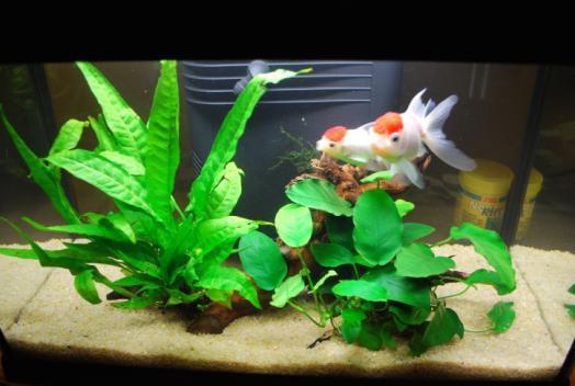acquario3