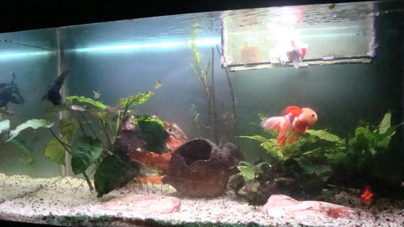Acquario