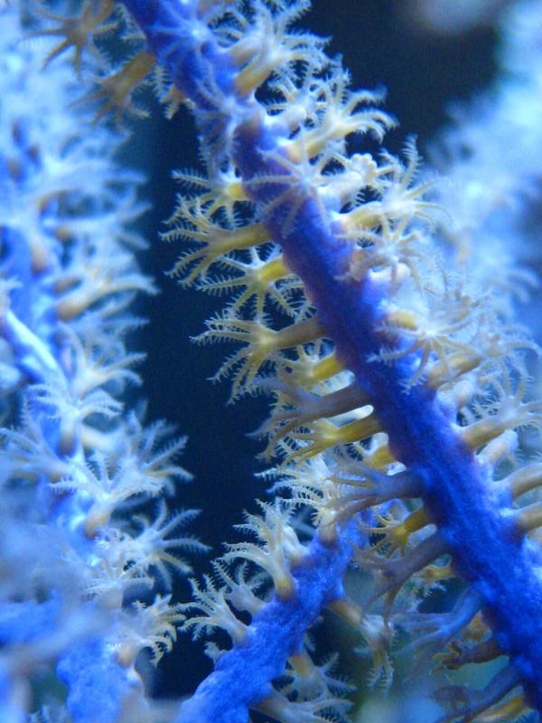 Pseudopterogorgia close-up!