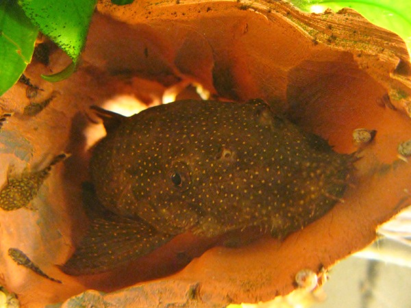 Frankie, hypostomus.
Condivide la vasca con gli ancistrus, regola la popolazione aspirando gli avannotti pi deboli e lenti.