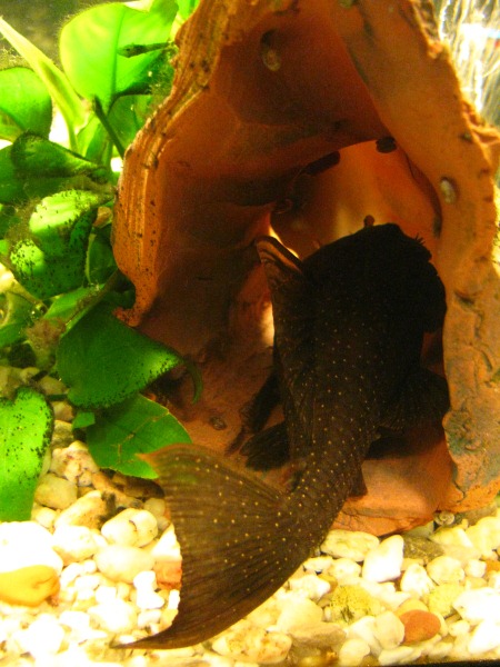 Frankie, lato B.