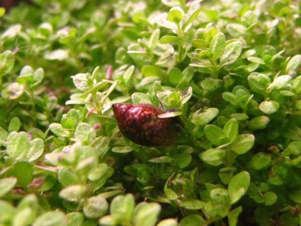 Lumachine, sempre presenti e benvenute, ripuliscono le piante dalle foglie marce.
