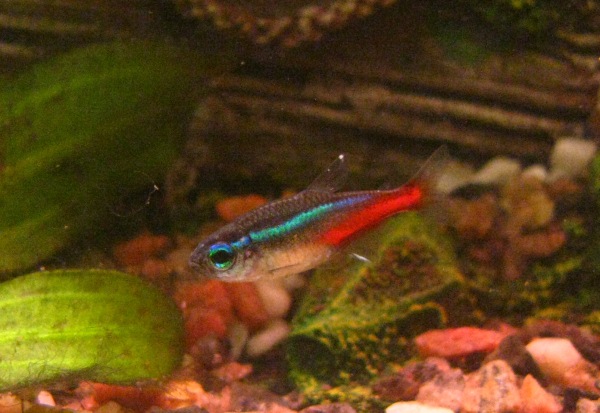 Una piccola comunit di dieci neon colora e movimenta l'ambiente.