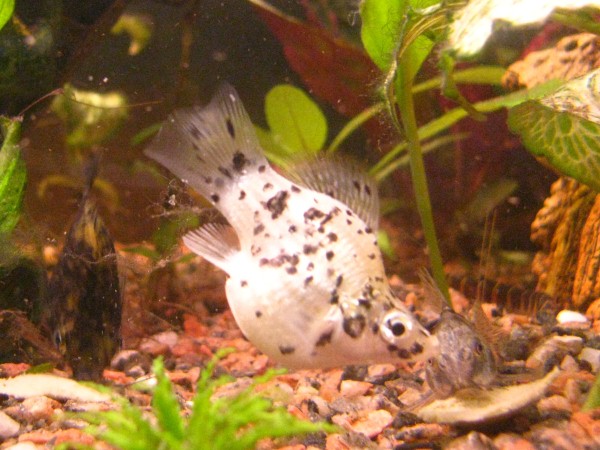 Ancora Dalmatian.