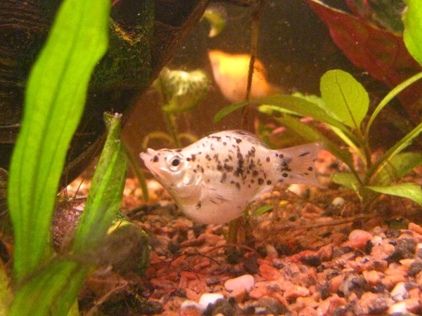 Dalmatian ha preso confidenza con la macchina fotografica, ora fa la star!