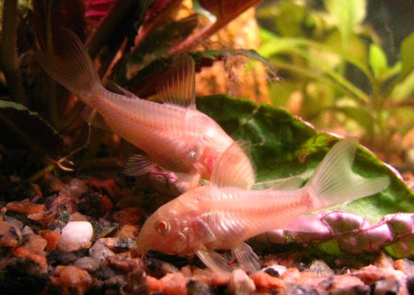 Corydoras albini, inquietanti e affascinanti.