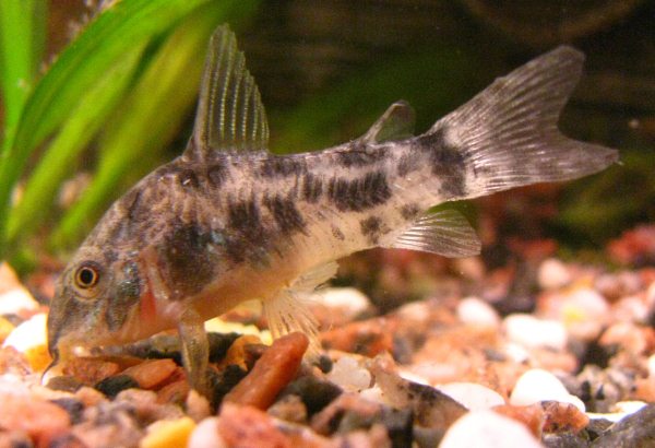 Corydoras al refettorio.