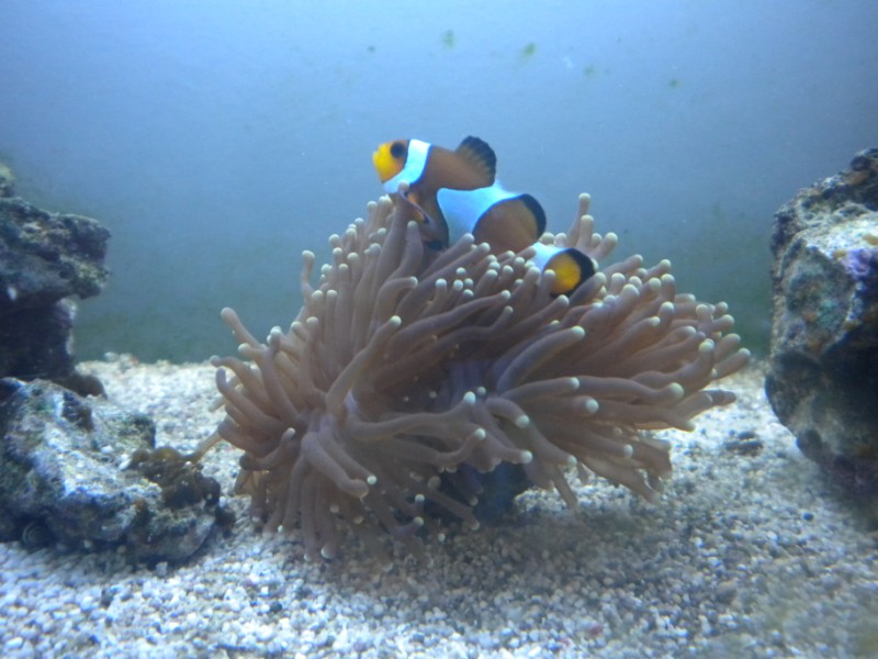 Amphiprion percula