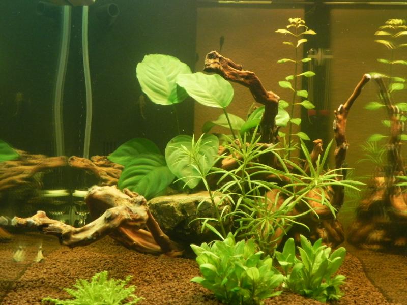 Acquario 2.1 016