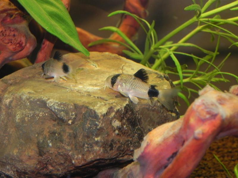 Corydoras Panda