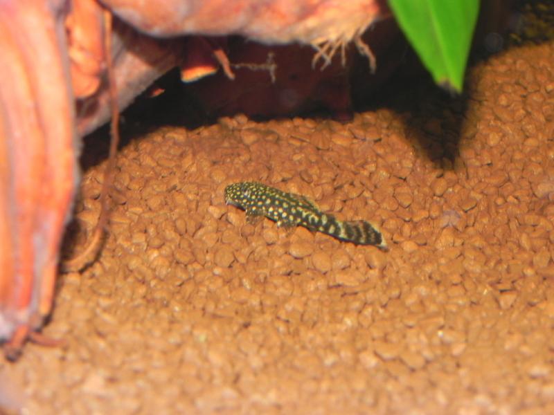 Ancistrus