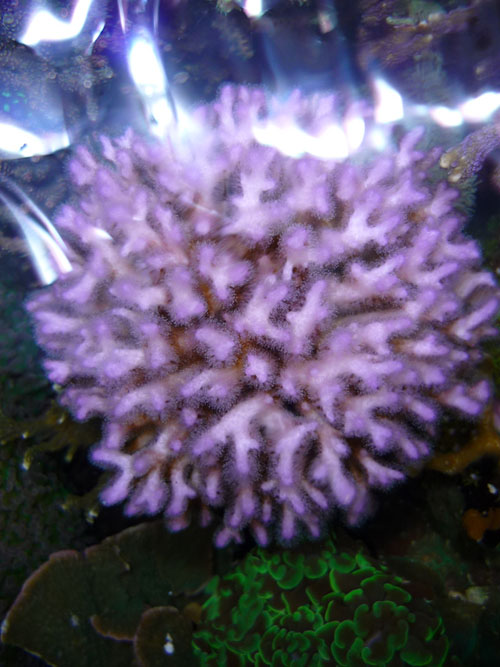 Pocillopora