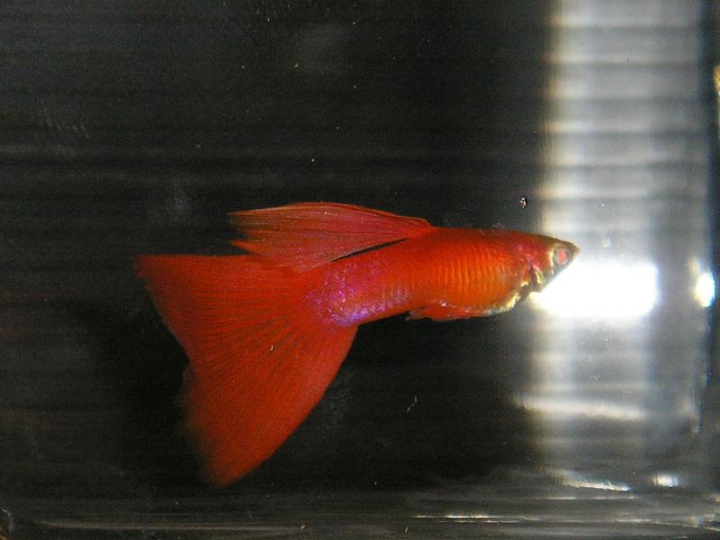 Albino FullRed 4 mesi