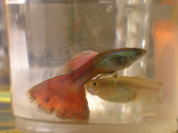 redmosk