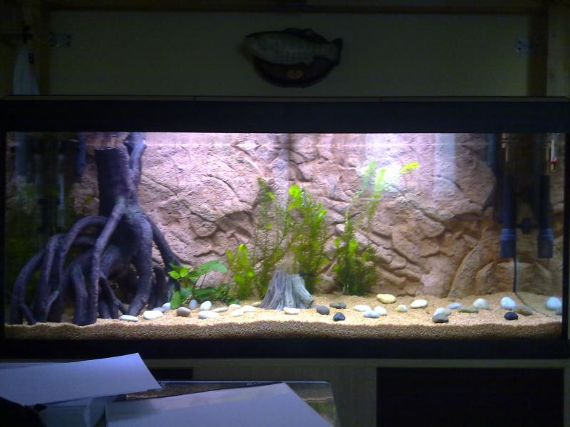 La prima anubias...