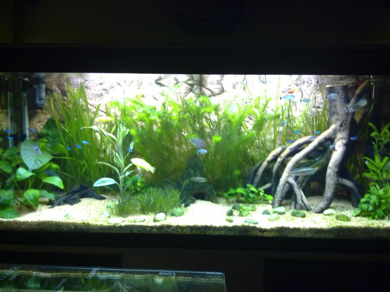 acquario 002