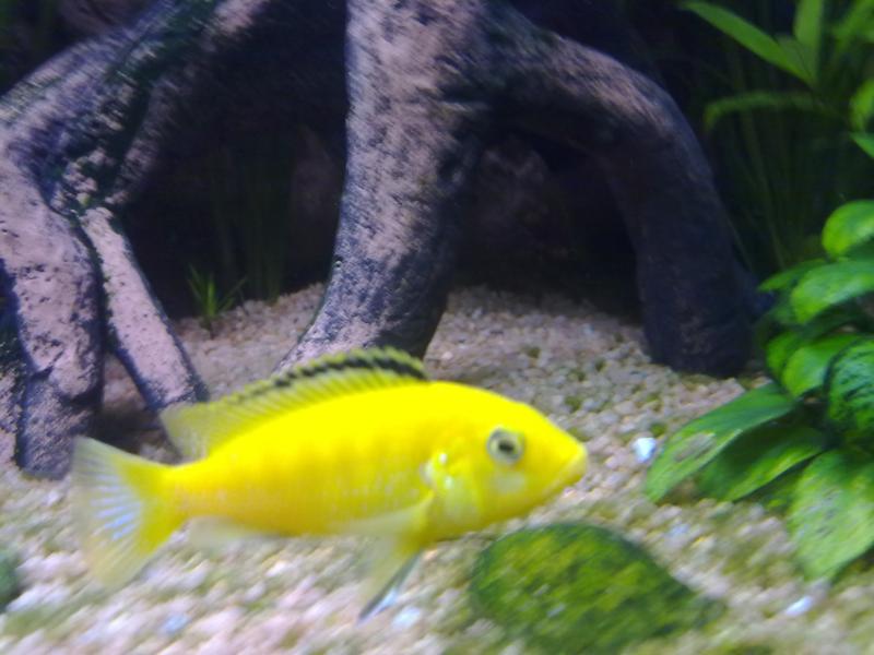 acquario 001