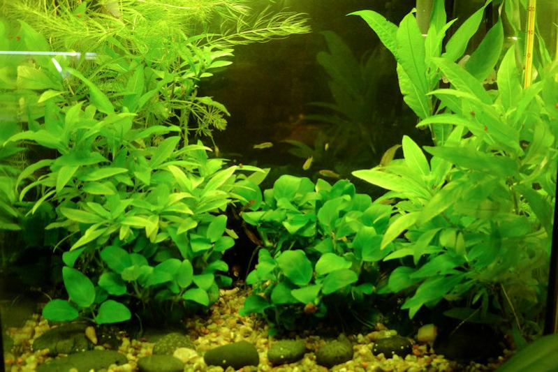 Danio Erythromicron 1