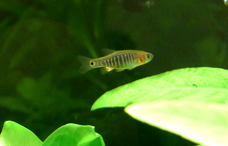 Danio Erythromicron 3