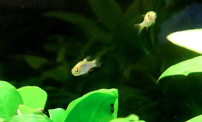 Danio Erythromicron 2