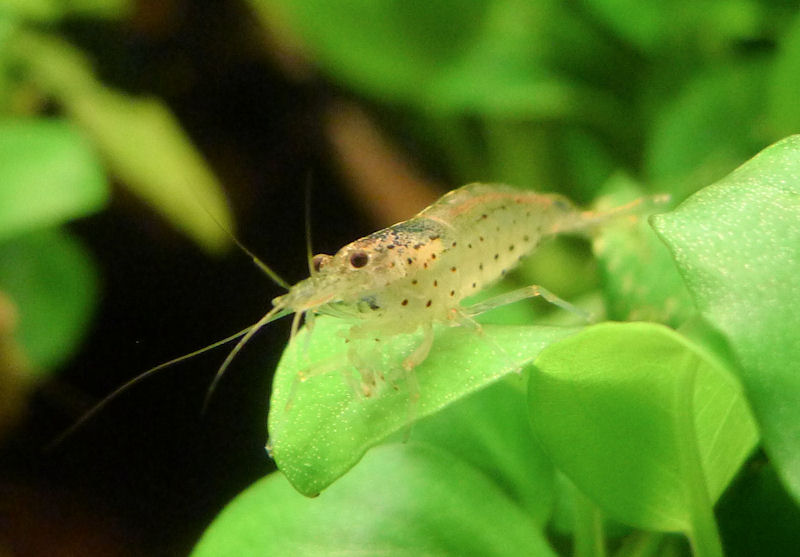 Caridina Multidentata