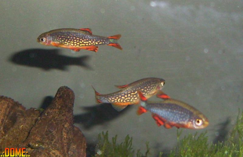 danio margaritatus