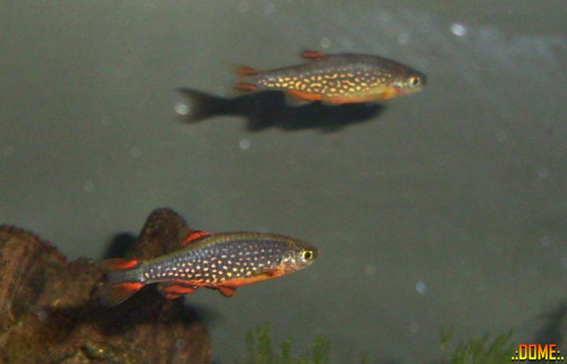 Danio margaritatus