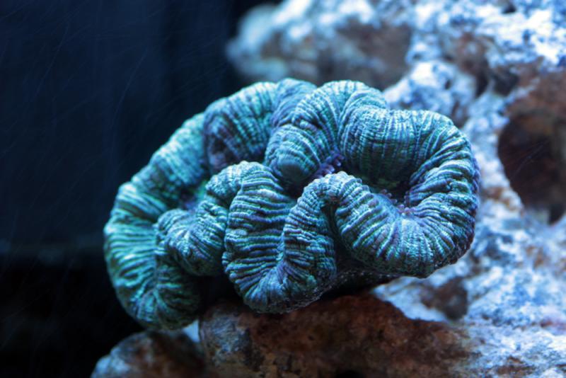 pectynia luctata