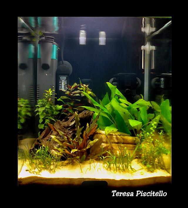 Copia di ac terry mod