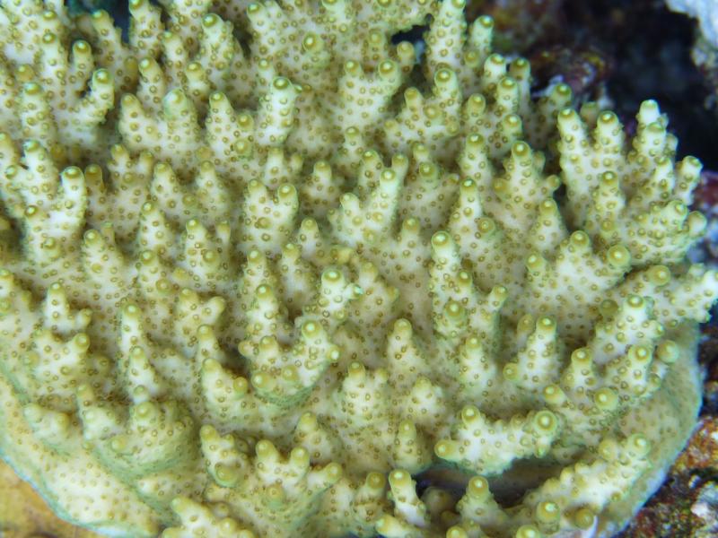 P1030611