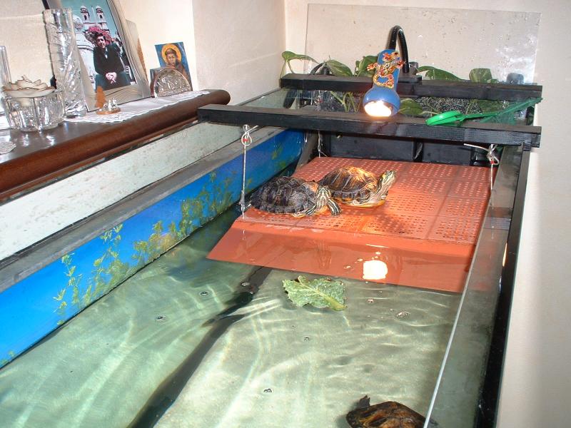 La zona emersa (fai da te!)
E' di grandi dimensioni in quanto le trachemys cresceranno ancora parecchio! E' sospesa su due listelli in legno bloccati sui vetri laterali.

Sopra c' la lampada SPOT da 40w (nella foto manca la UVB, rimossa per manutenzione! :P)

In fondo si notano le foglie di photos che spuntano dal filtro interno. Sono protette da un foglio di plexyglass in quanto le tarte riuscivano a smozzicarle)
