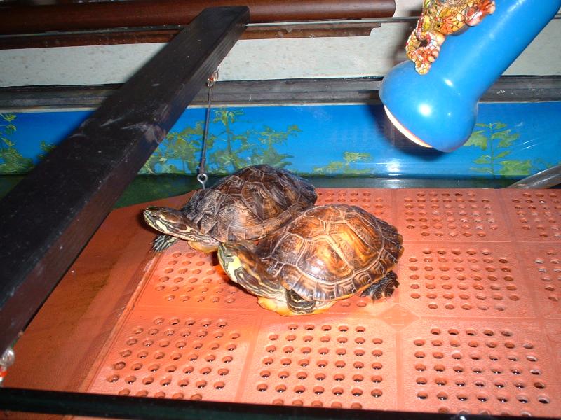 In primo piano: TARTUGHINO (trachemys scripta scripta) femmina di 2 anni e mezzo e 383 grammi di peso

In secondo piano: L'ALTRA (trachemys scripta troosti) femmina di 2 anni e 283 grammi