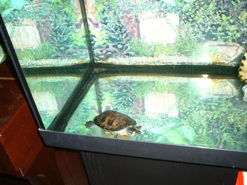 CRICK (trachemys scripta scripta) di 1 anno (ancora  presto per sapere il sesso), 170 grammi di peso