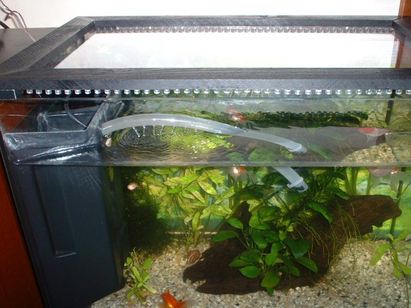 Vista frontale che evidenzia il coperchio trasparente artigianale (con due striscie da 48 led per l'illuminazione)

Le piante hanno una minima esigenza di luce, dovr comunque fare una plafoniera per l'illuminazione vera e propria! :)

Il tappo trasparente sostituisce quello di fabbrica in quanto permette di avere lo spazio necessario emerso per le lumachine ed inoltre ne blocca l'eventuale fuga. Tra l'altro, essendo posizionato su un mobiletto di 45 cm, permette la visione della vasca anche dall'alto! :)