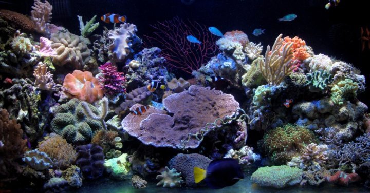 My Reef