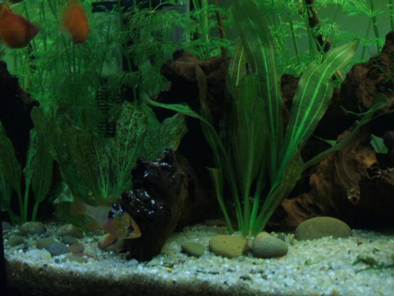 il mio 80l 1